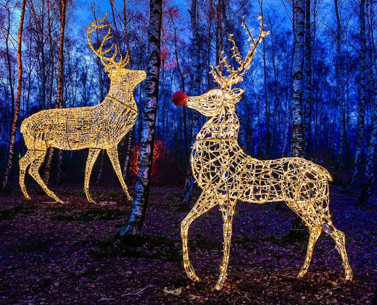 Illuminated reindeer sculptures in birch forest