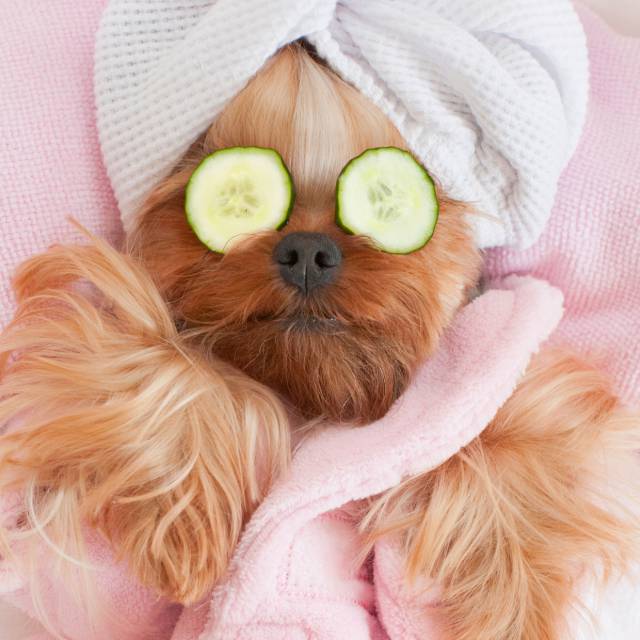 Hundefriseur Monika Huber - 
