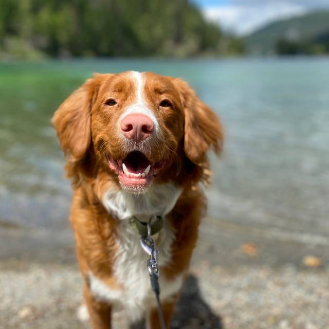 Viele unserer Seen sind mit Hund möglich