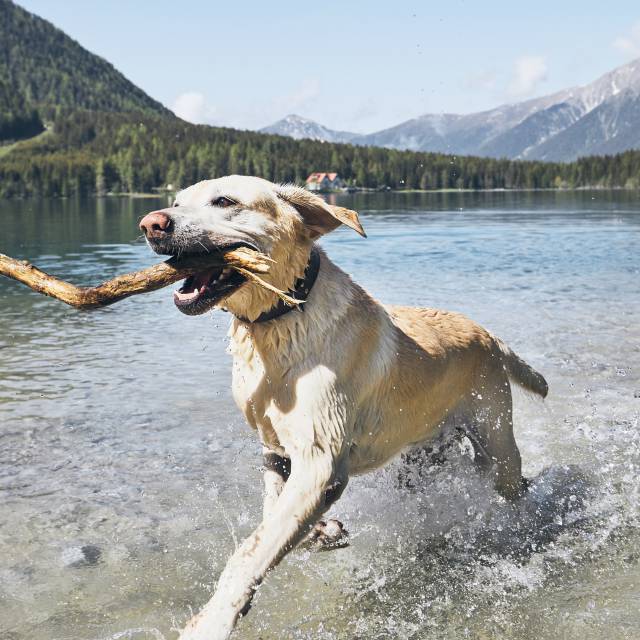 Baden, Spielen, Stöckchen holen zum Beispiel am Plansee (mit Hundestrand)