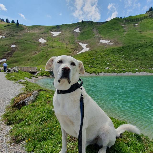 Hund am Bergsee Hahnenkamm