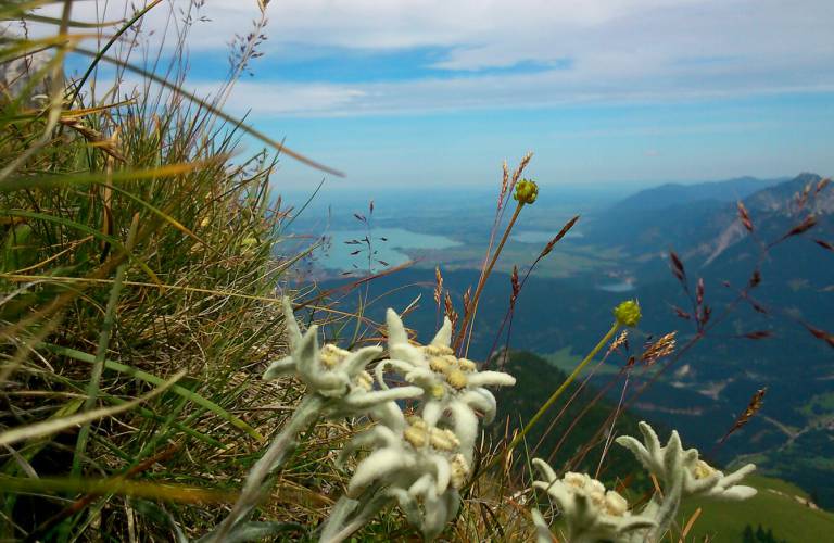 Edelweiss op de bergtop met uitzicht op het dal