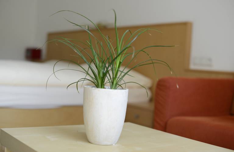 Uitzicht op bed met plant op de voorgrond