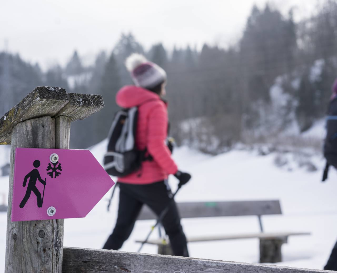 Women on a winter walk in the forest with walking sticks