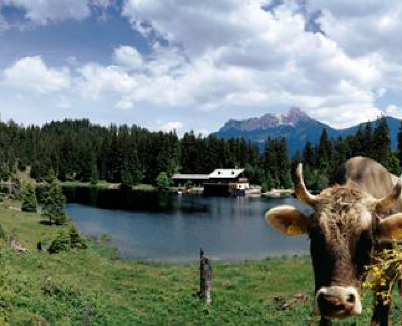 Frau beim Füttern einer Kuh auf einer Wiese vor einem See im SOmmer