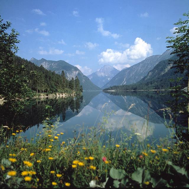 View from a flower meadow to the calm Plansee lake with forest and mountain scenery