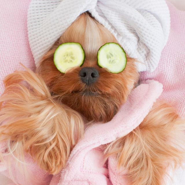Hundefriseur Monika Huber - 