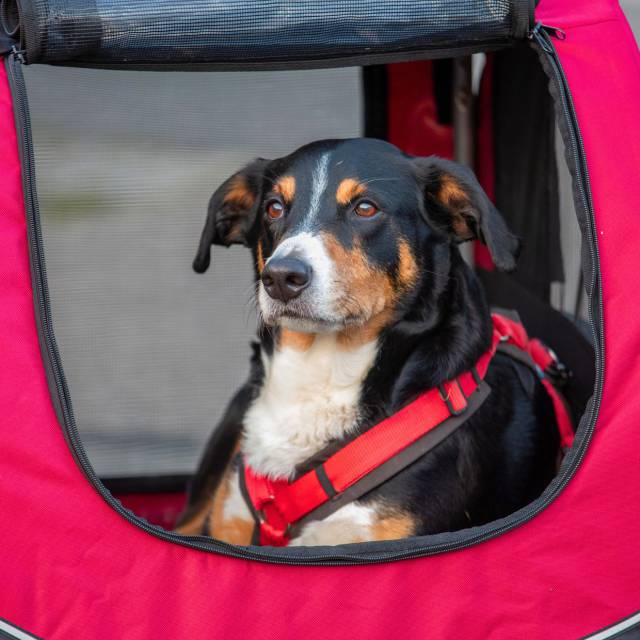 Grenzenlos - Hundehängerverleih - 