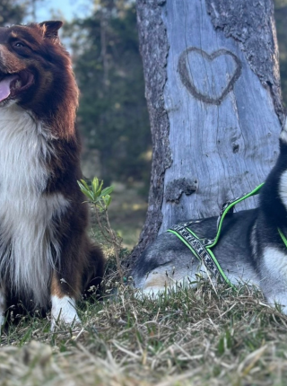 Urlaub mit der Fellnase – bei uns willkommen! 🐾😊 Symbolfoto